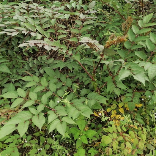 保山刺老芽苗