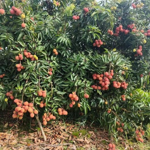 灵山县桂味荔枝