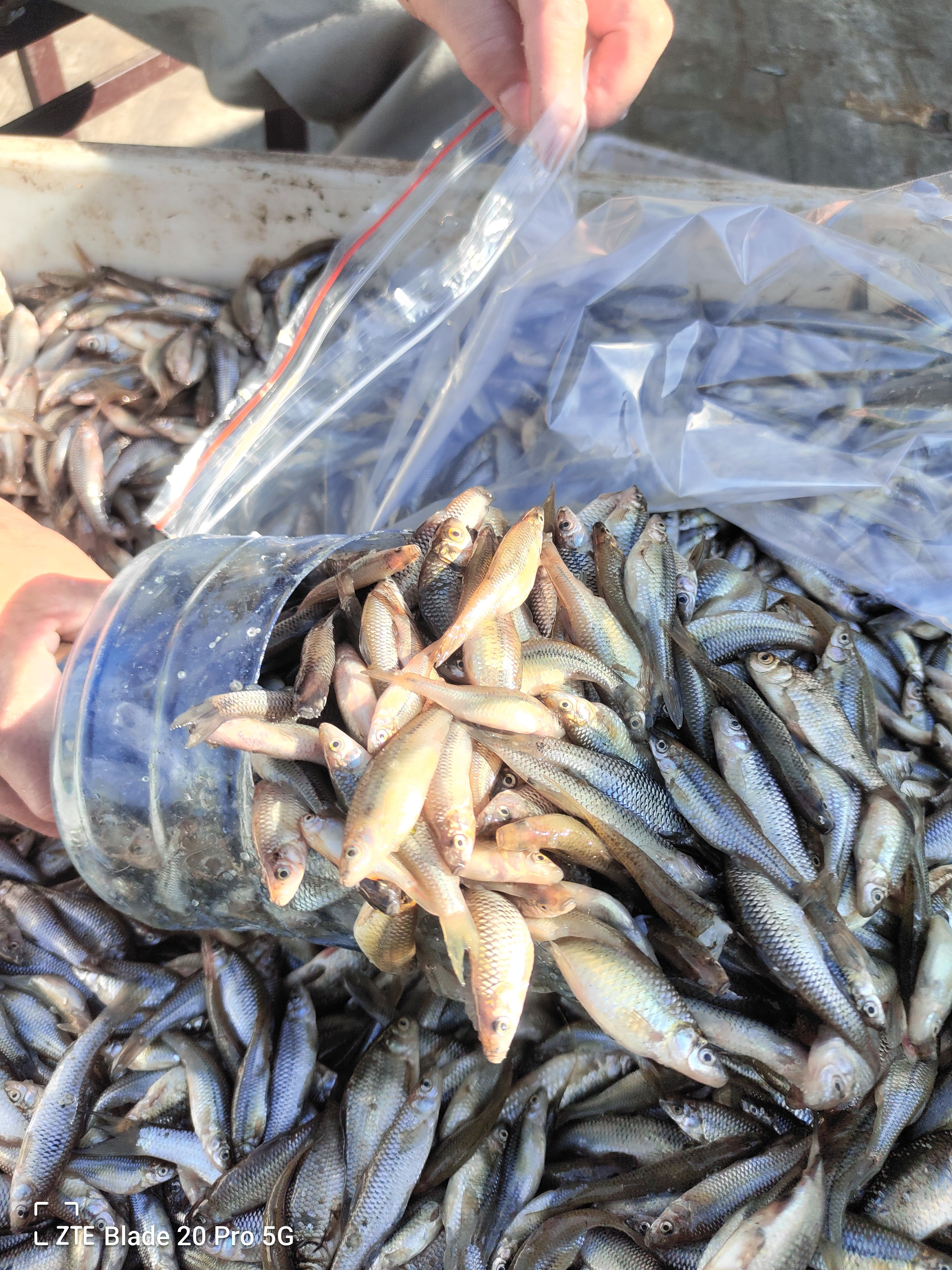 黑龙江麦穗鱼产地批发，大中小号鲜活麦穗鱼，麦穗鱼供应商