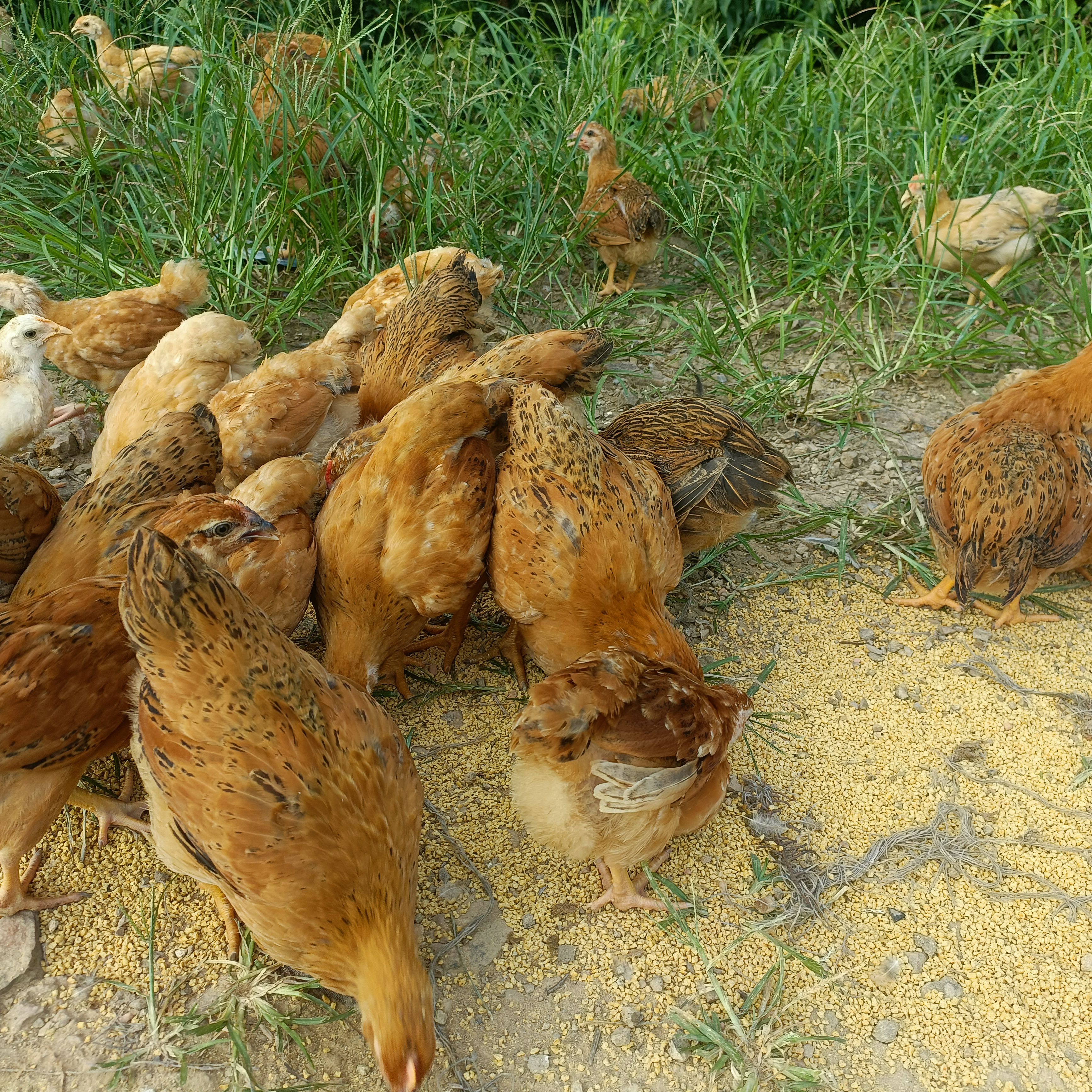 脱温土鸡  灵山麻  三黄鸡