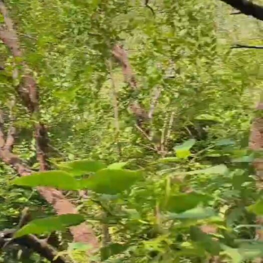 石家庄红线内山地