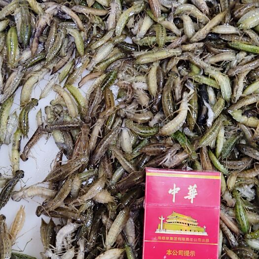 长春黑龙江水蜻蜓产地批发，大号鲜活速冻水蜻蜓，水蜻蜓供应商