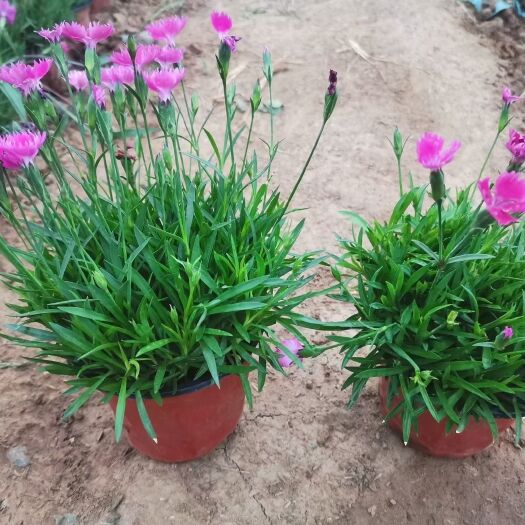 青州市时令草花