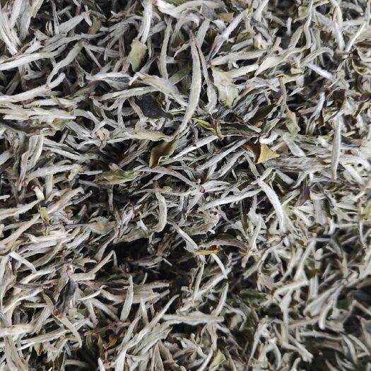 深圳银针