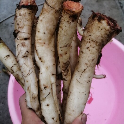 康县大蓟 白花大蓟 鲜大蓟根 为保证新鲜度需要的老板提前预订