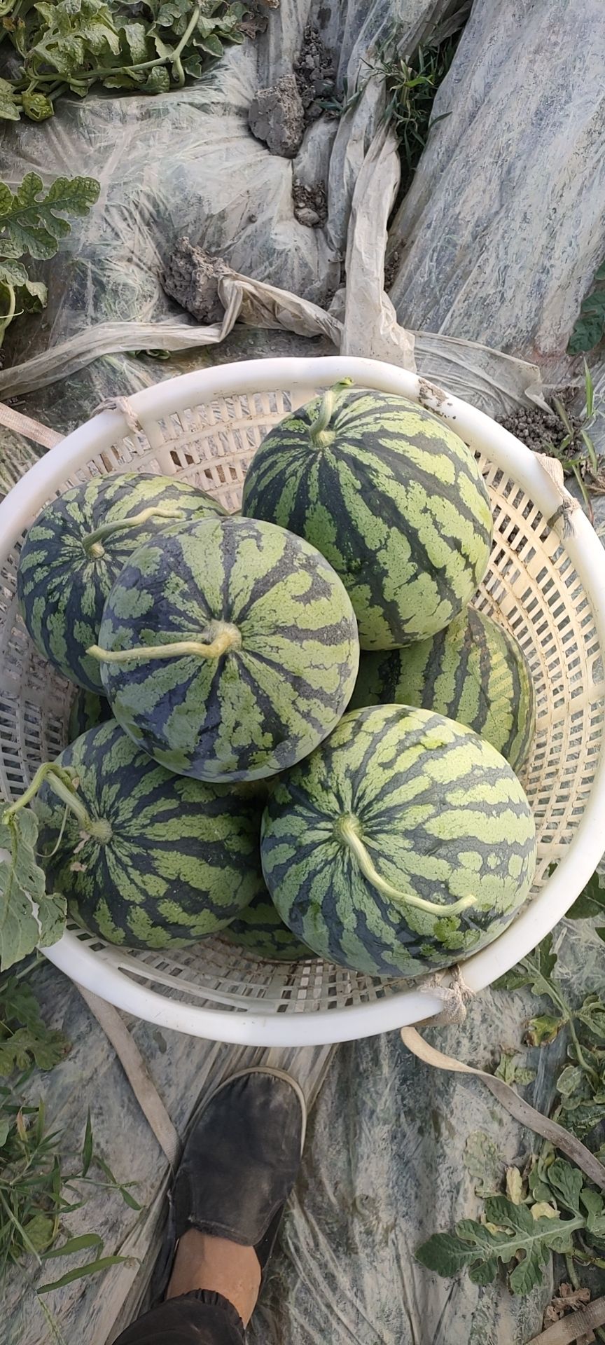 西瓜