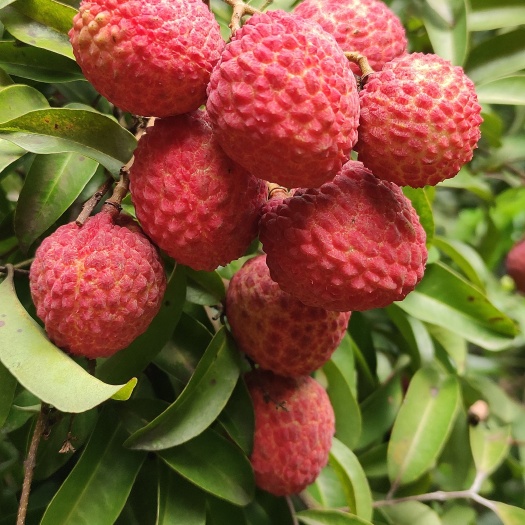 广东东莞市清溪镇荔枝，糯米糍