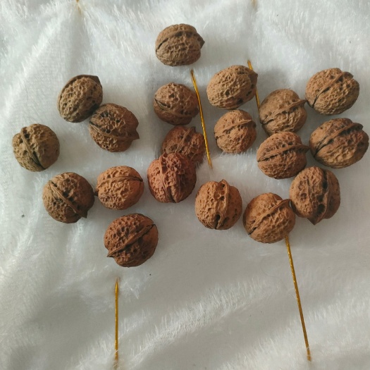 长沙云南普洱核桃