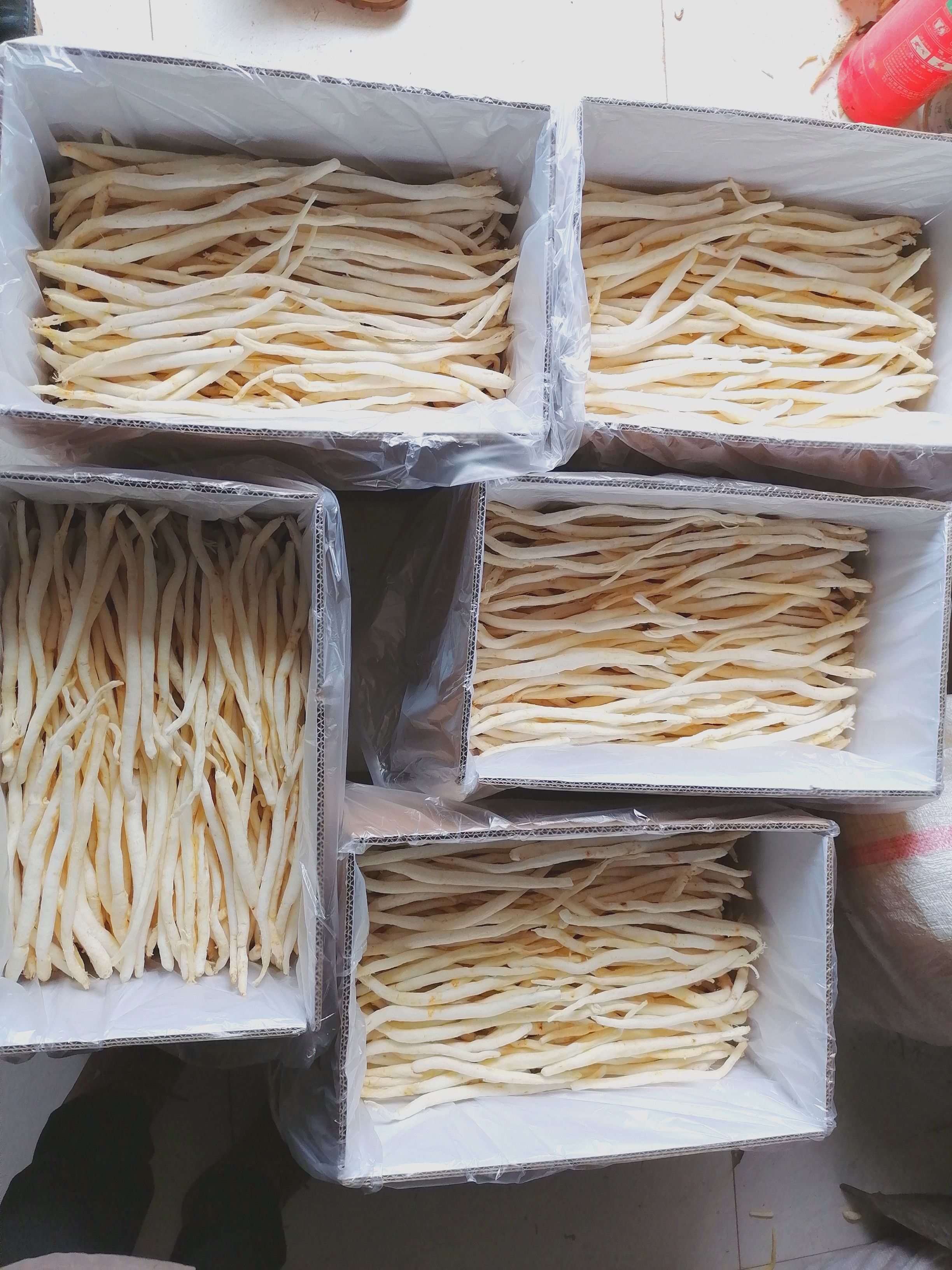 川明参