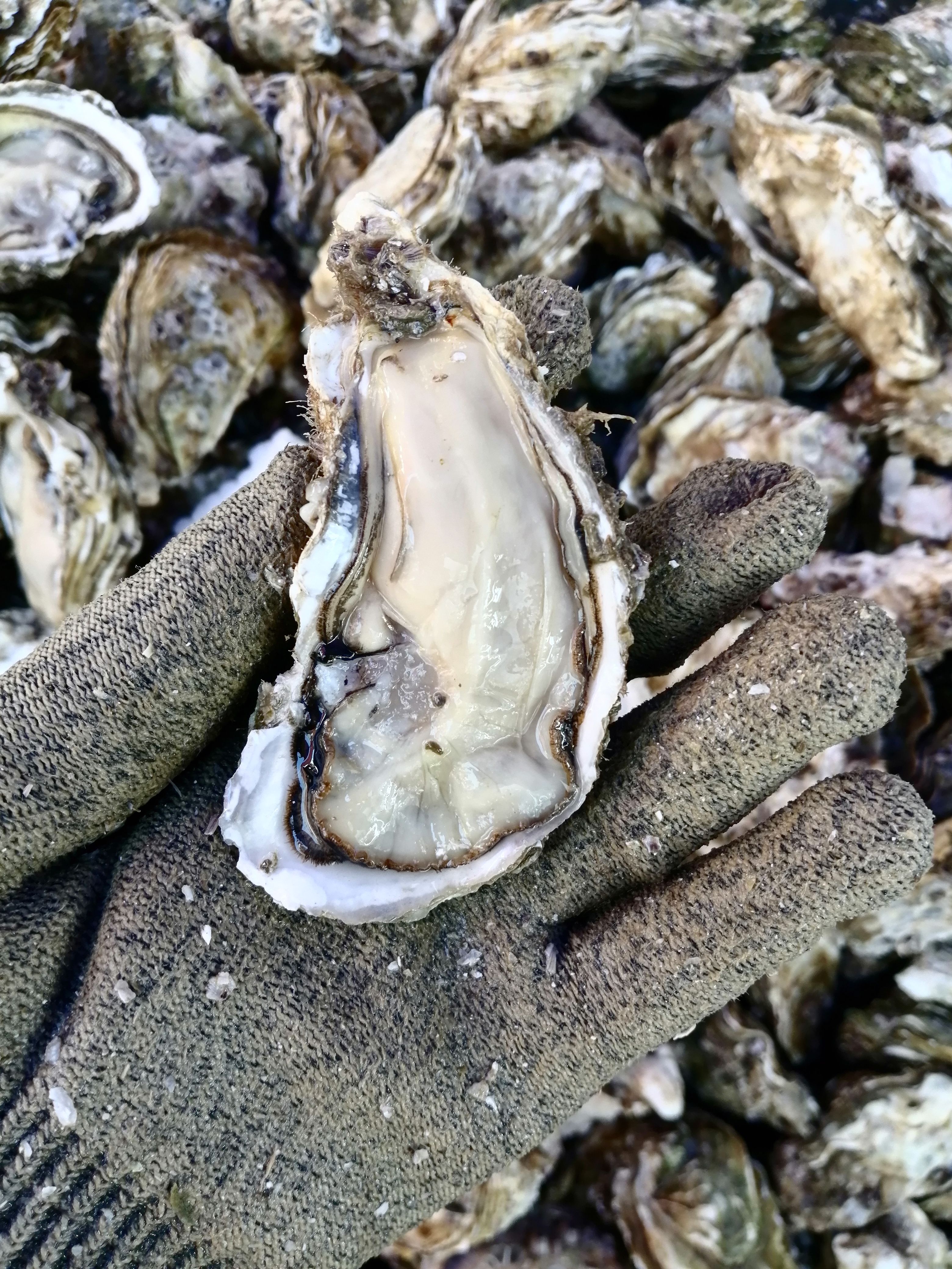 湛江三倍体肥蚝，肉质鲜嫩，湛江台山乳山都有货源