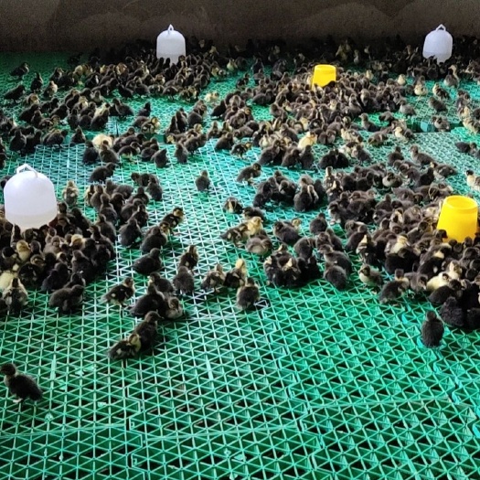 兴国县脱温黑半番鸭苗