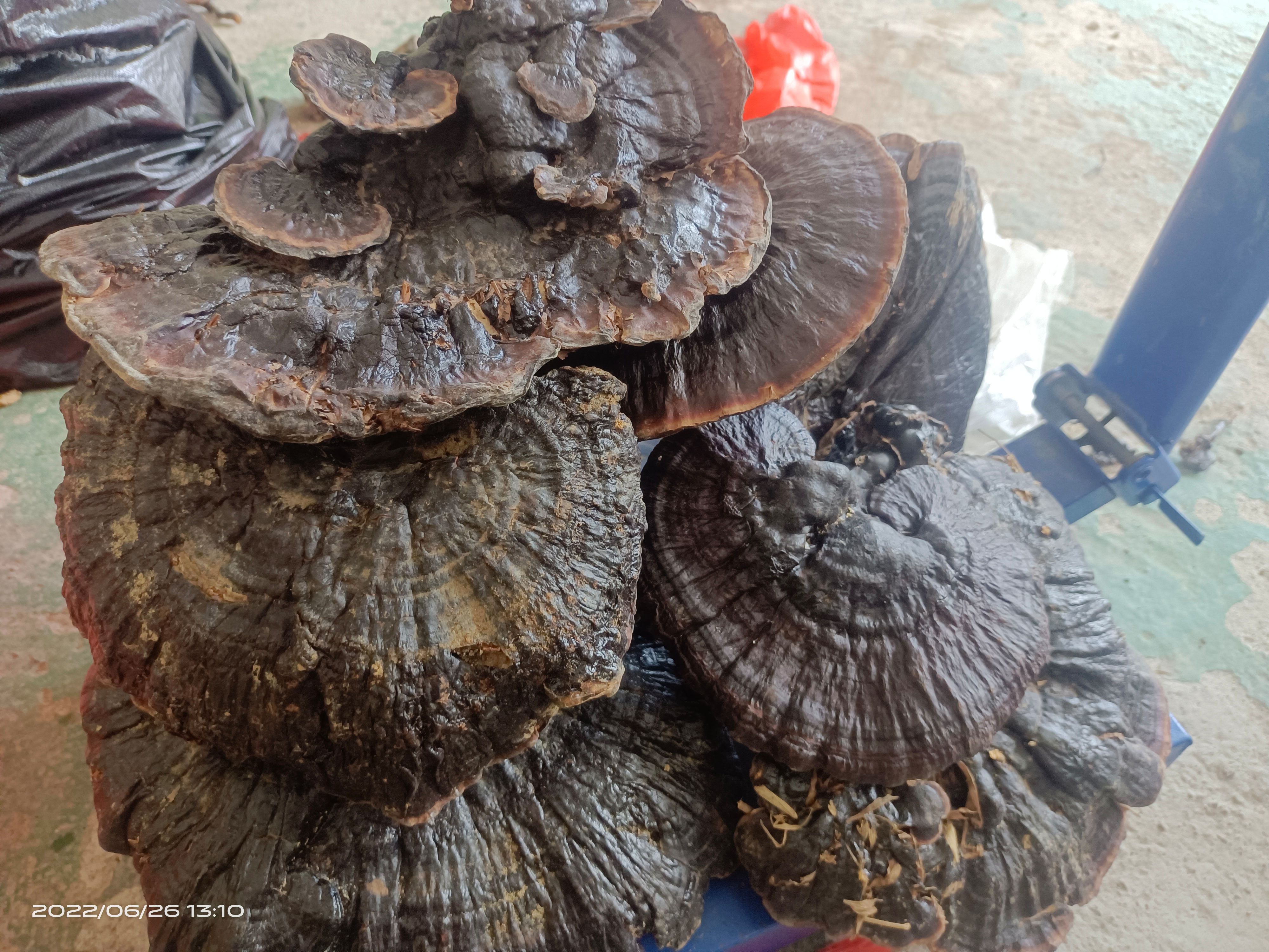 黑灵芝，干货。大自然生，深山老林的灵芝。