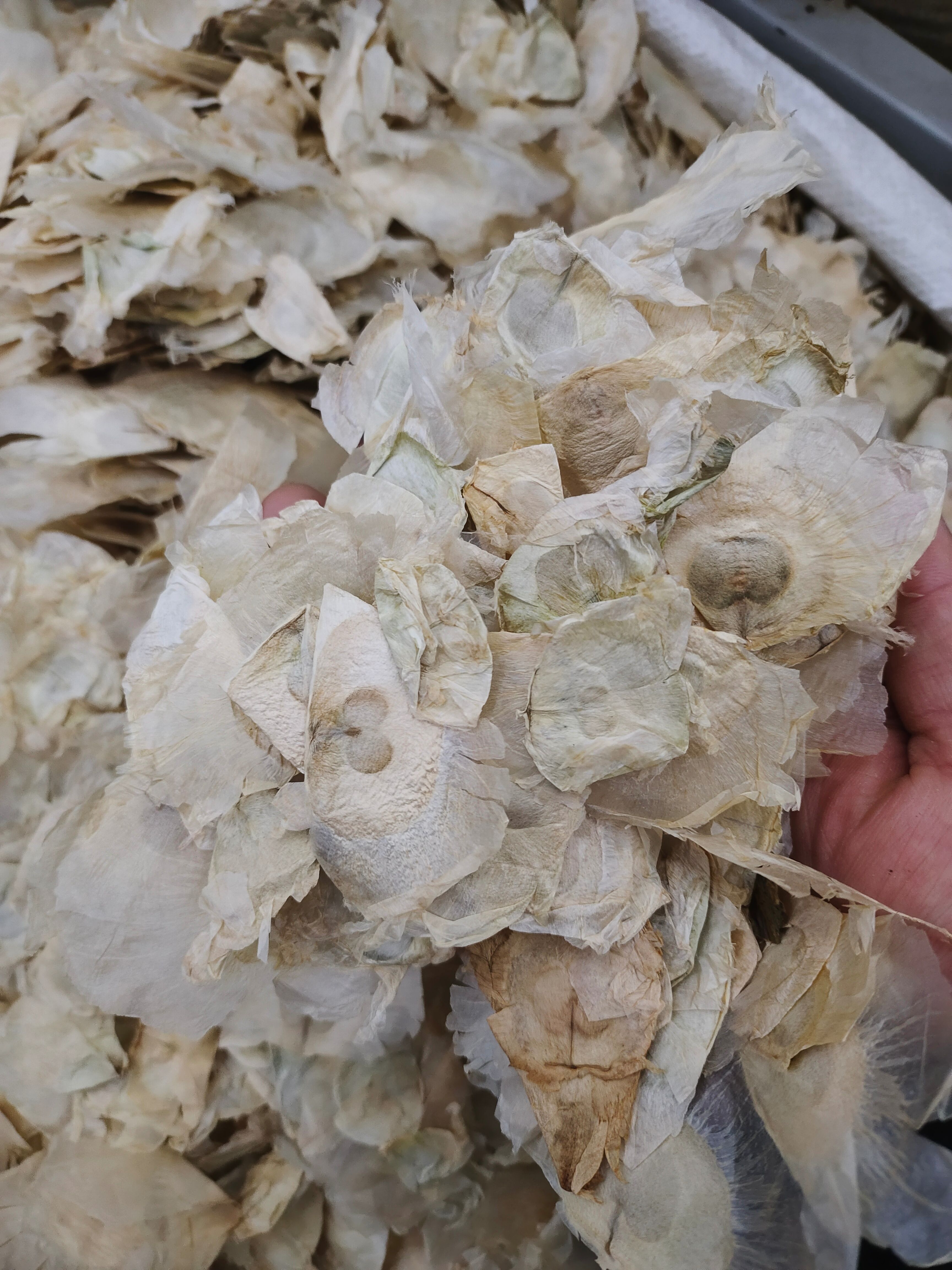 公斤 木蝴蝶 1000g木蝴蝶 千层纸 玉蝴蝶茶玉批发供应