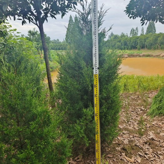 南县湖南大型塔柏基地，1米塔柏 塔柏树苗 塔柏基地2米塔柏 圆柏