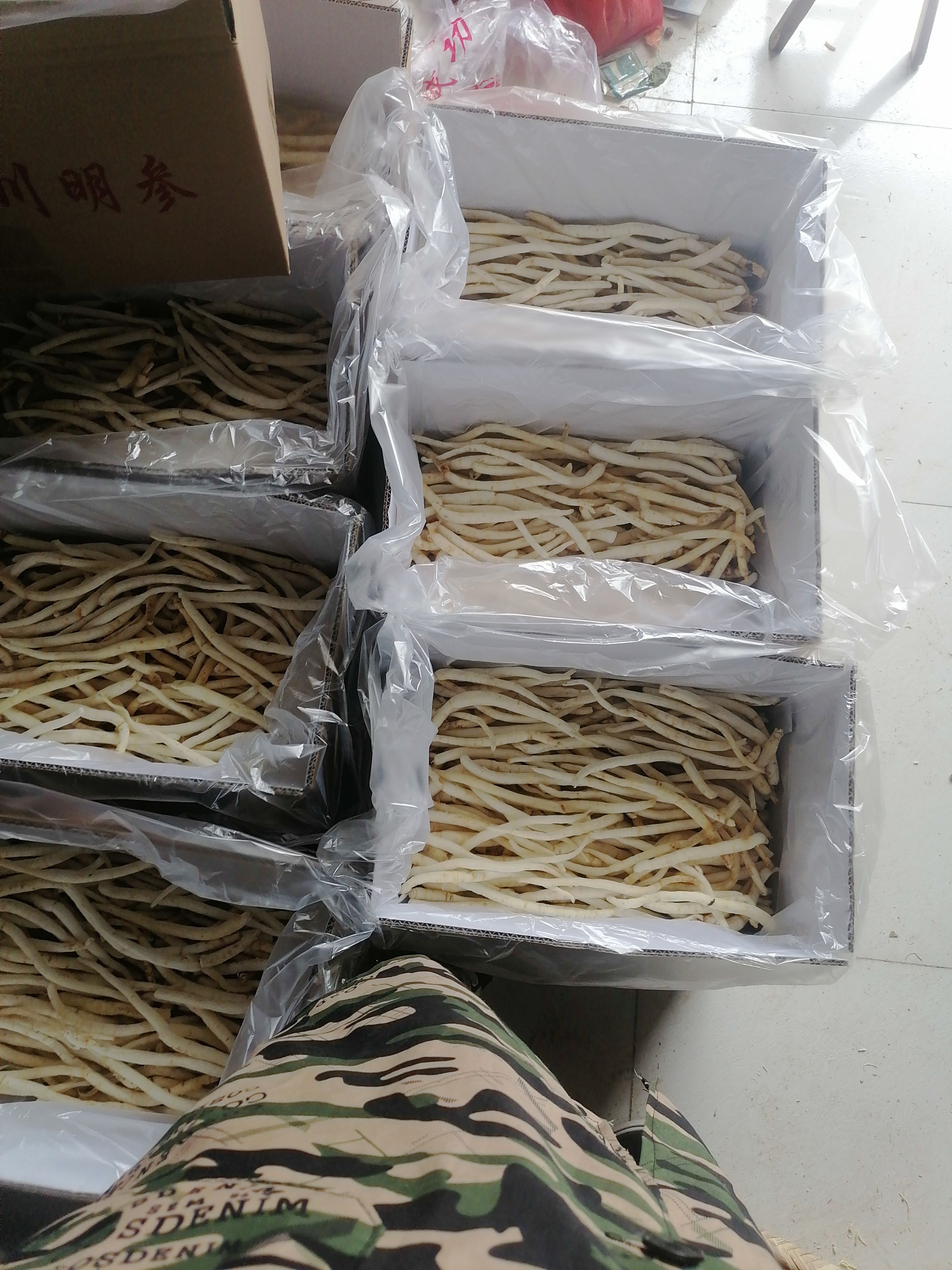 川明参