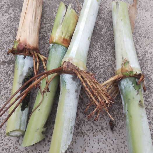 合浦县出售甜象草草种
