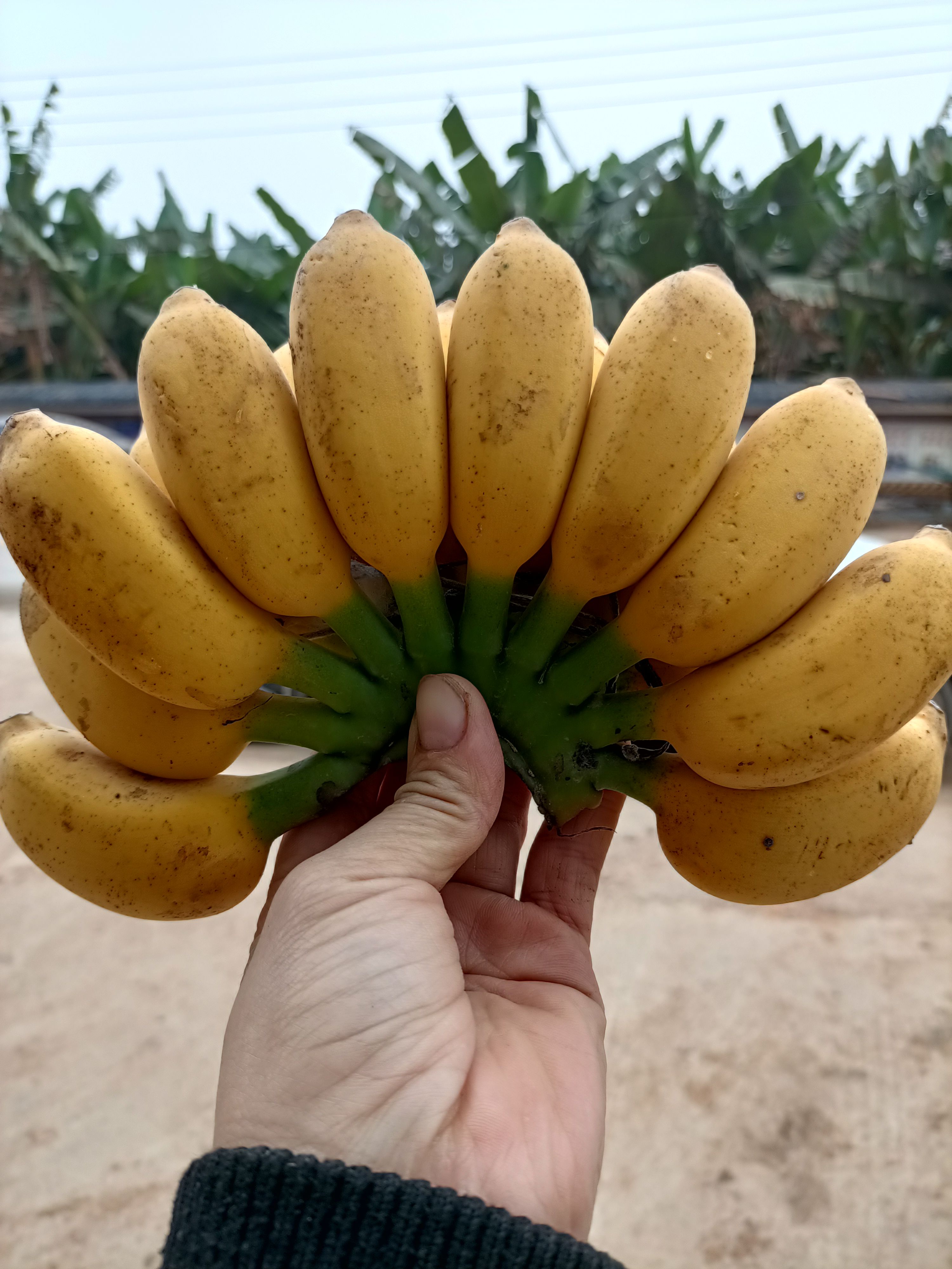 南宁自家种植小米蕉，5斤净果包邮.支持一件代发