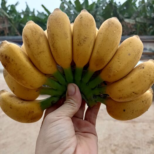 自家种植小米蕉，5斤净果包邮.支持一件代发