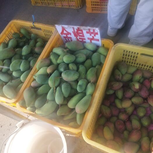 百色百色金煌芒