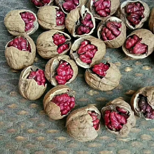 平阴县航天红核桃种苗