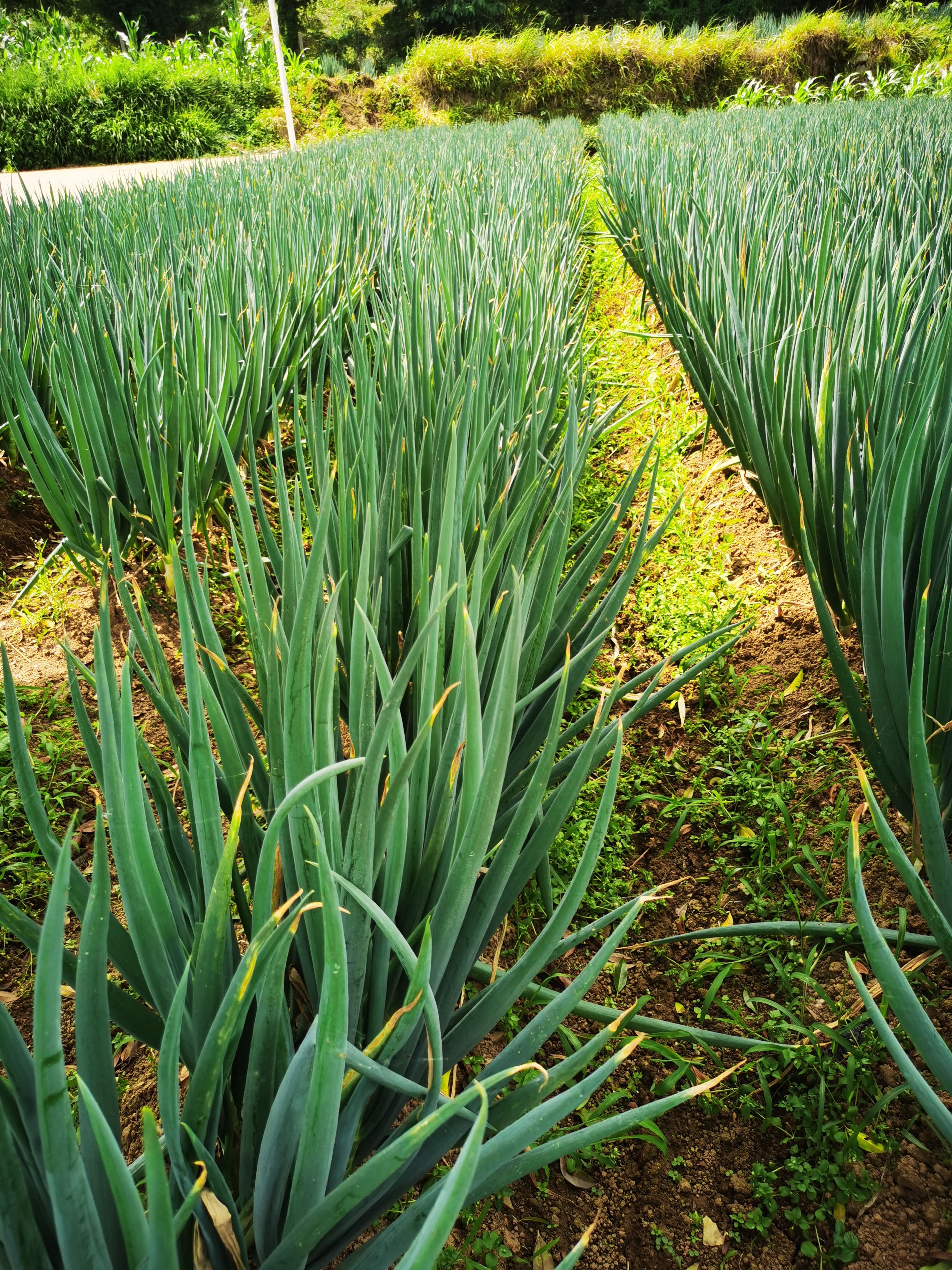 大葱以上市，需要联系。