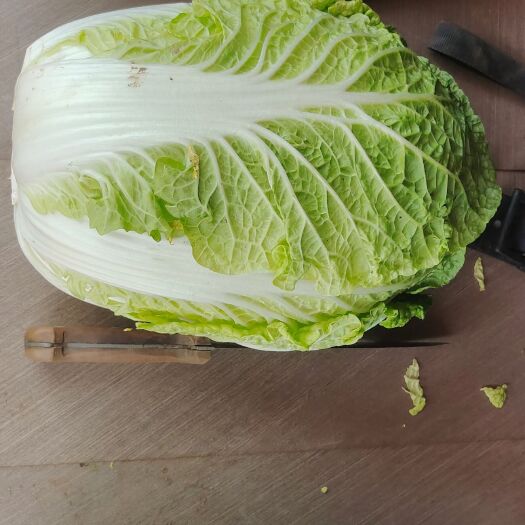 围场县玲珑黄黄心白菜大量上市，欢迎全国各地老板来选购！
