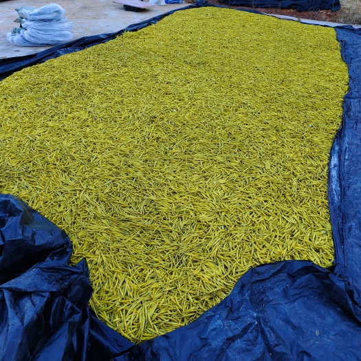 祁东县清水黄花菜原材料