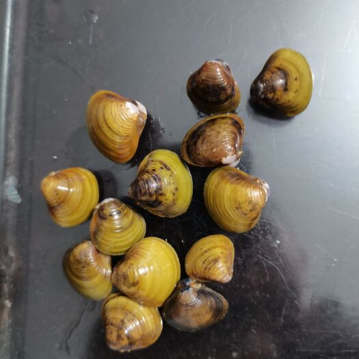 阳江天然黄沙蚬，长期供应
