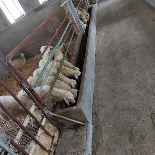 广安湖羊绵羊基地直供 万头基地