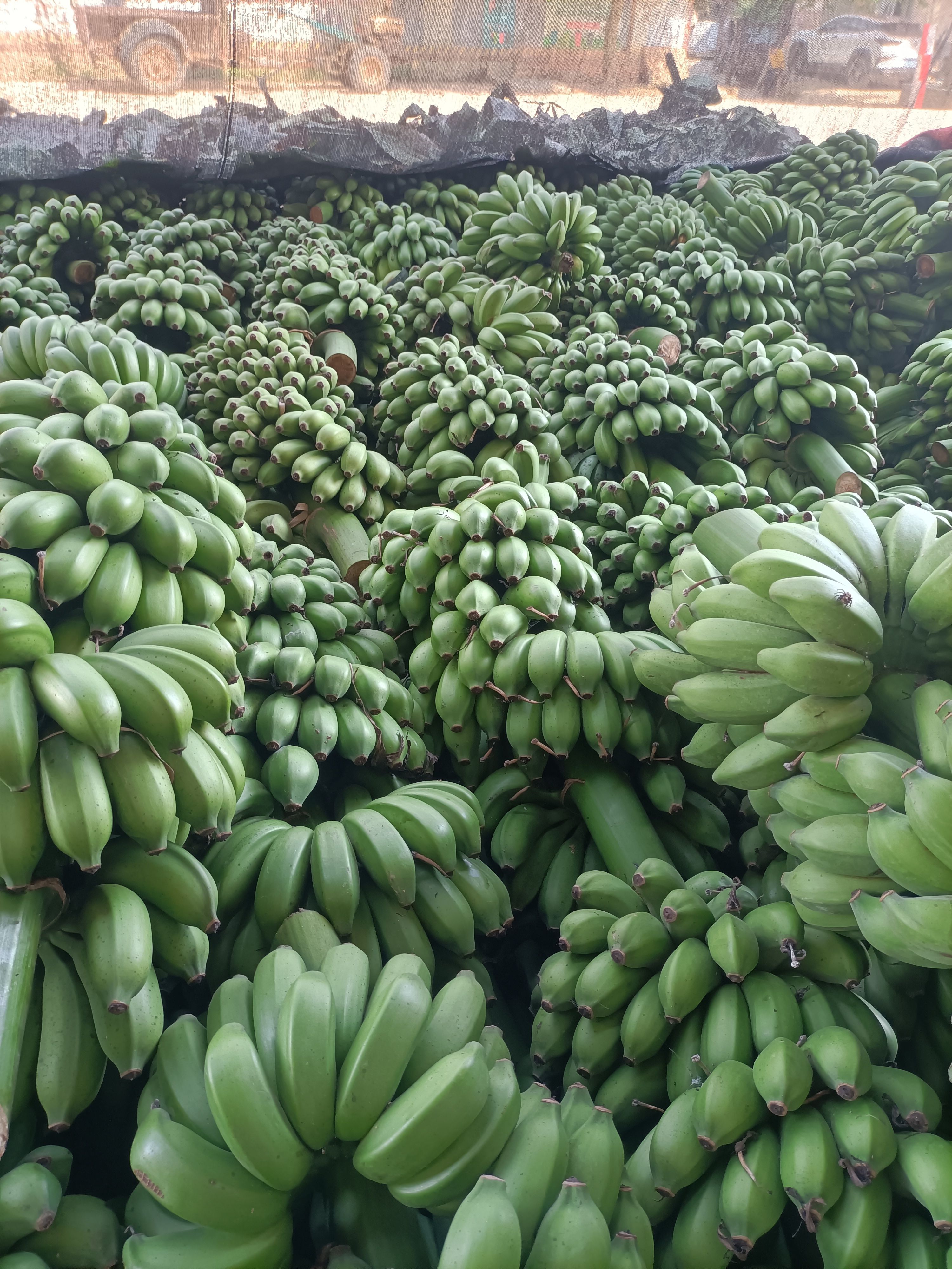 南宁广西小米蕉，产地几千亩，一手货源，长年有货