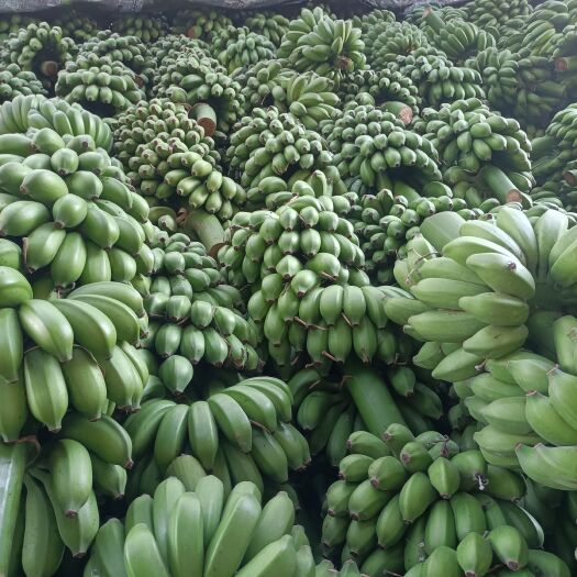 广西小米蕉，产地几千亩，一手货源，长年有货