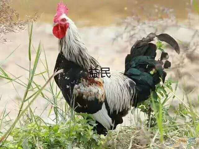 湖南禽苗批發(fā)