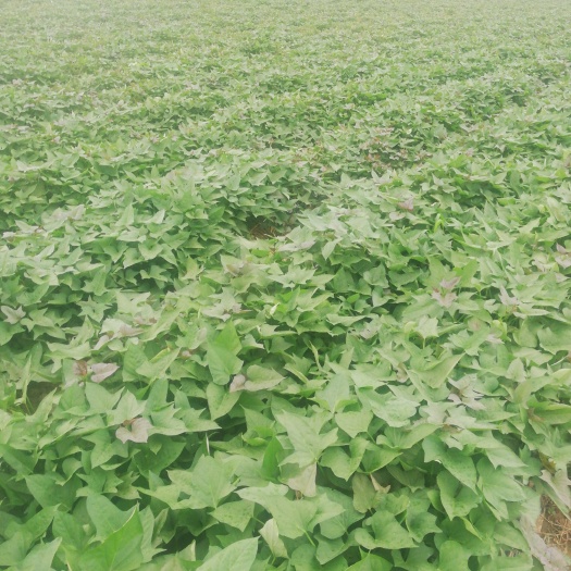 阜阳西瓜红红薯苗