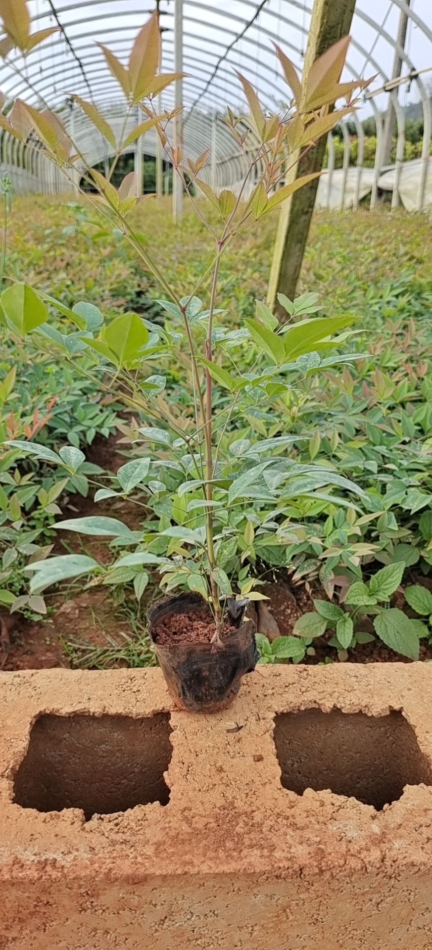 南天竹，小杯南天竹基地直销一手价