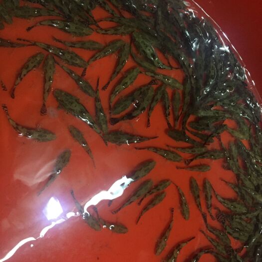 江门泰国笋壳鱼苗