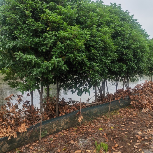 芜湖黄金桂花树  树形好。成活率高。