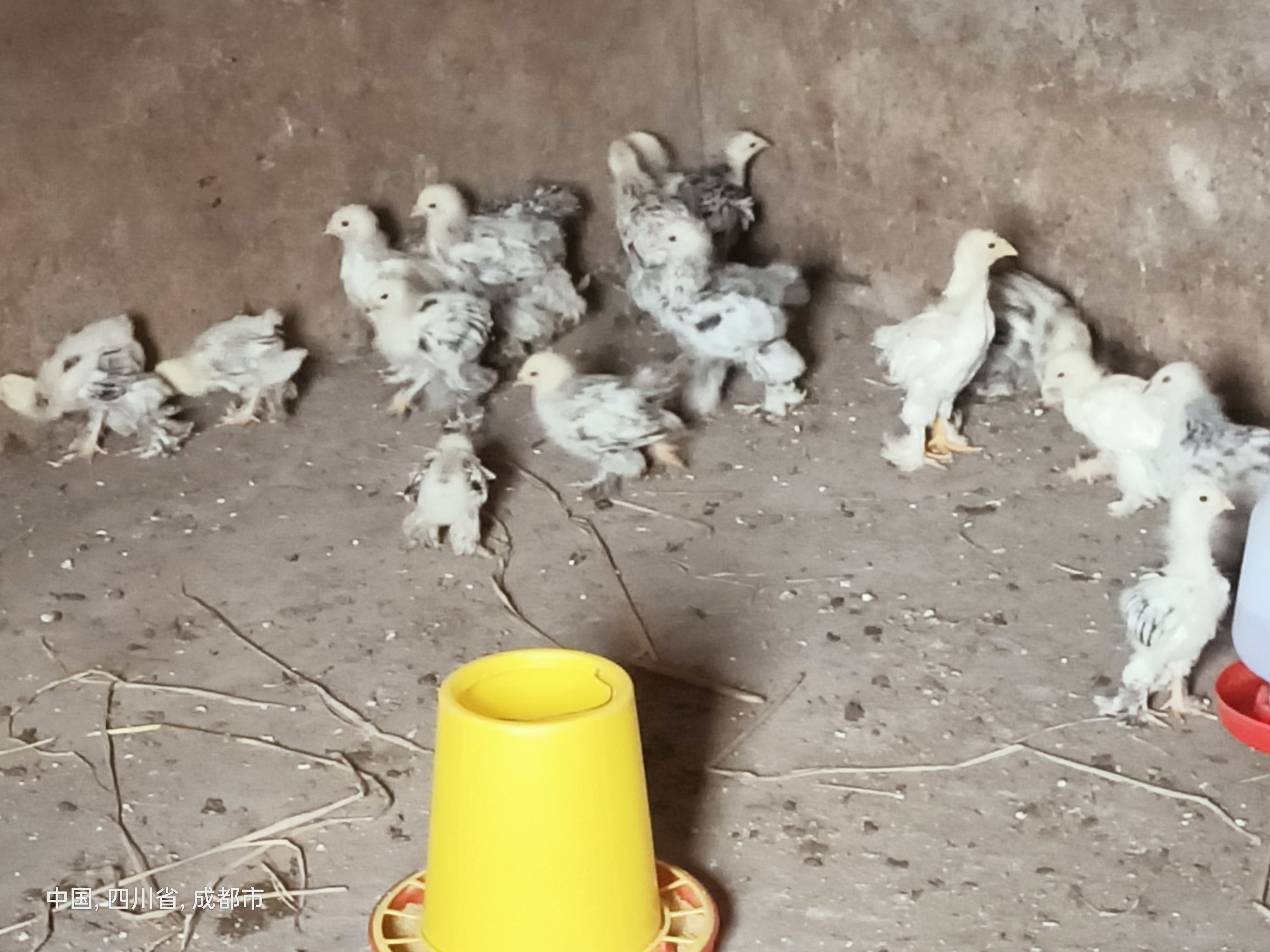 婆罗门鸡 梵天鸡 婆罗门种鸡 鸡苗 脱温苗 可孵化种蛋受精蛋