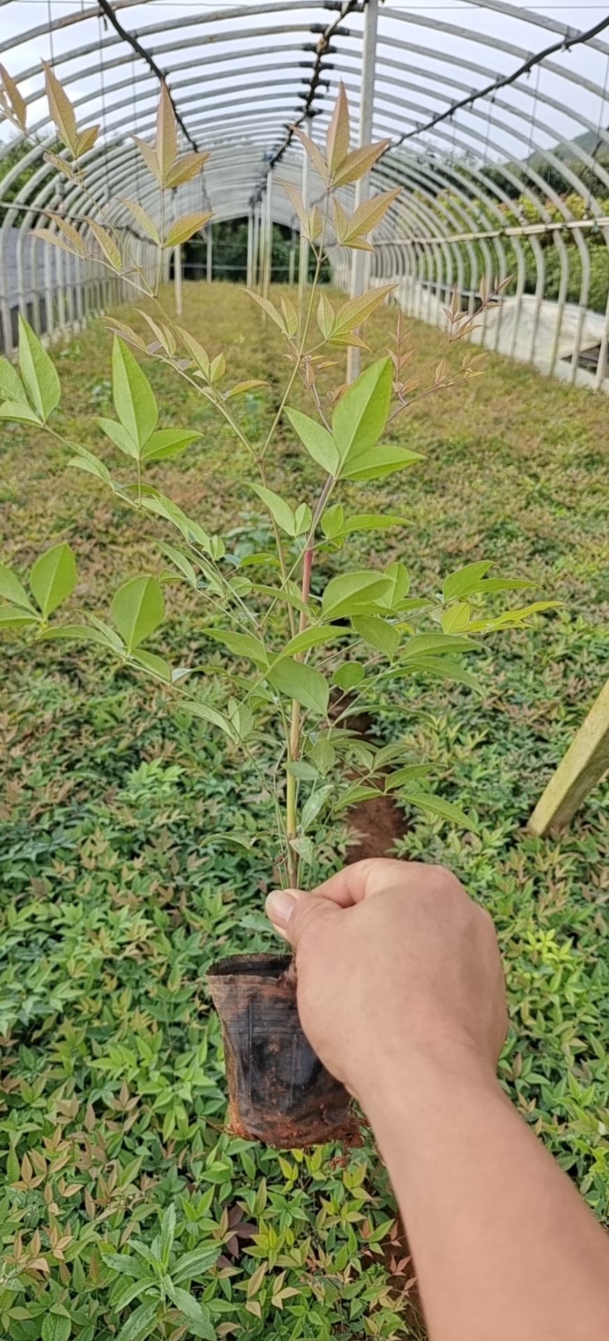 南天竹，小杯南天竹基地直销一手价