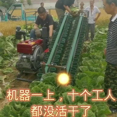 禹城市全自动白菜收割运输一体机
