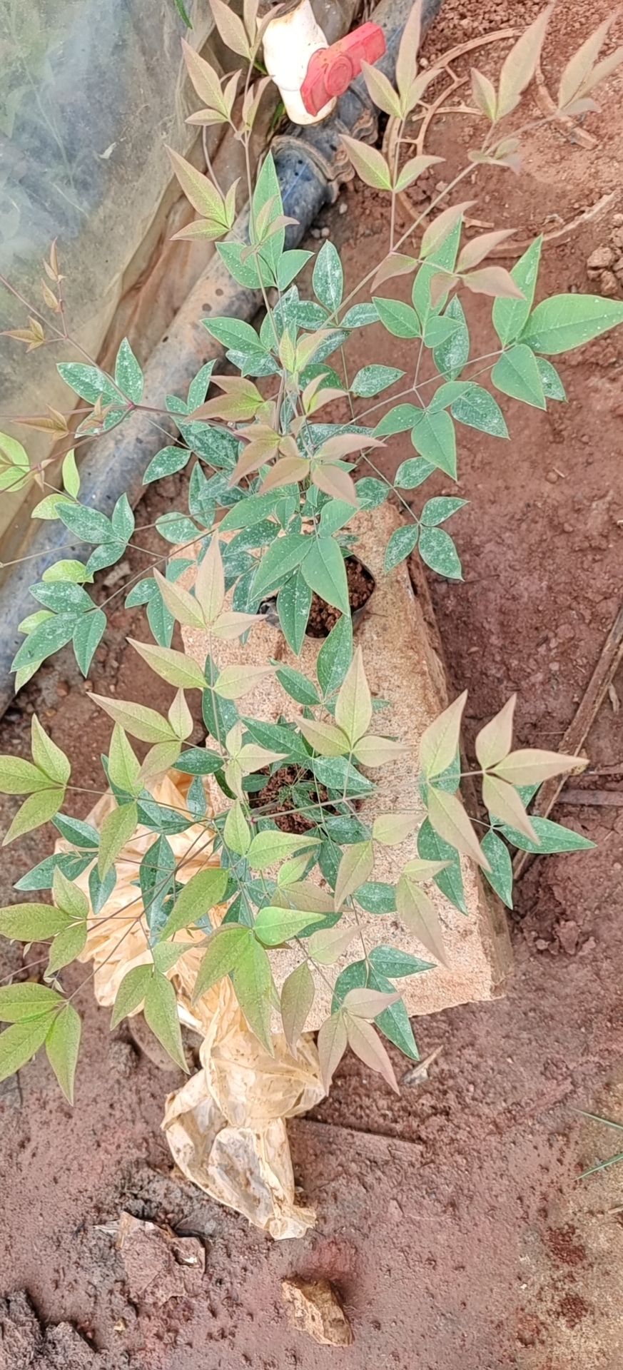 南天竹，小杯南天竹基地直销一手价