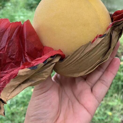 蒙阴县蒙阴蜜桃