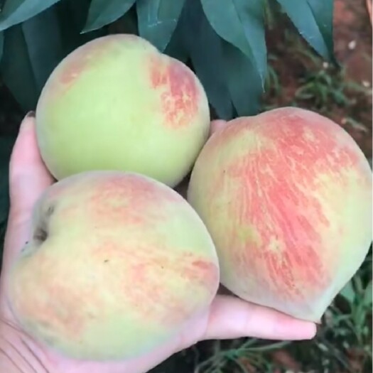 翁源县翁源九仙桃