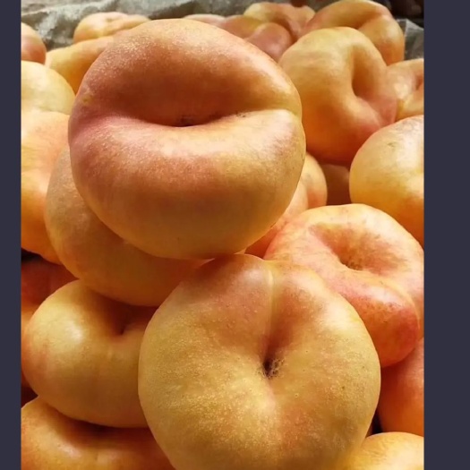 蒙阴县油蟠，奶油蟠，各种桃子品种齐全