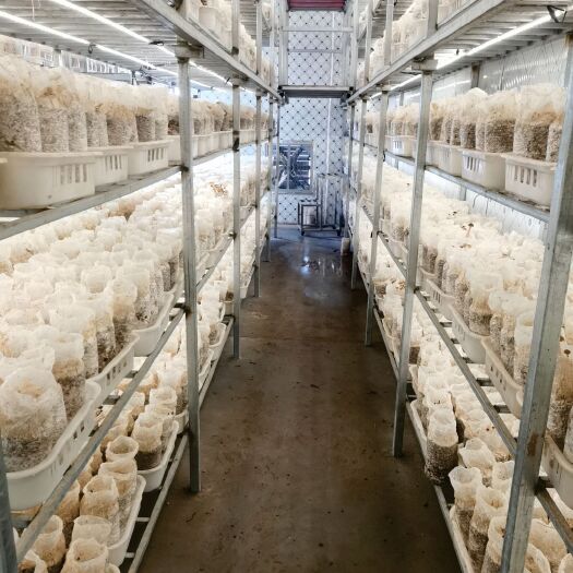 太康县金耳菌包  黑皮鸡枞菌  草菇  厂家直销大量供货量大从优。