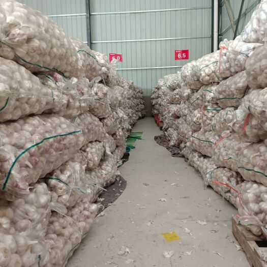 邳州市出售各种等级静蒜4.5－6.5等级都有。