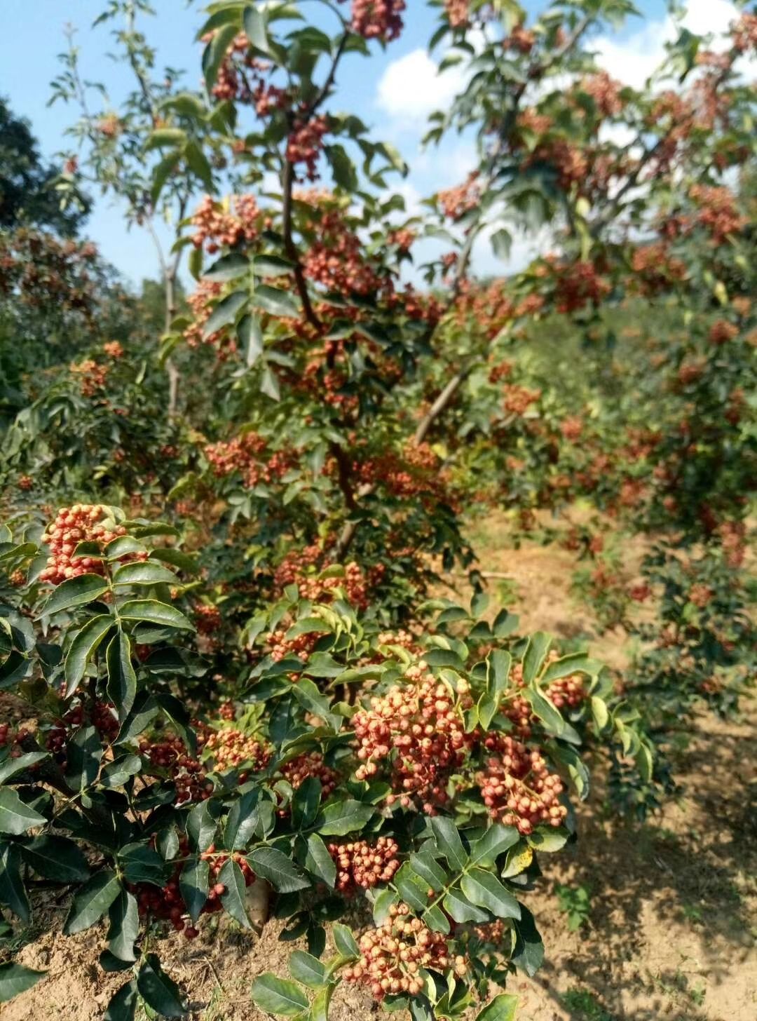 航天无刺花椒种苗