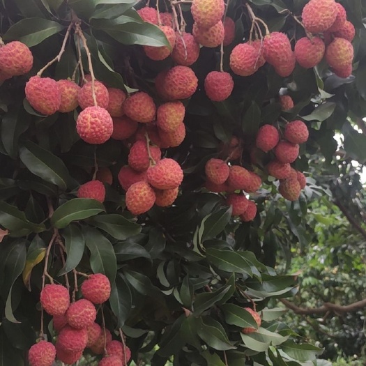 广州增城基岗仙进奉荔枝鲜果