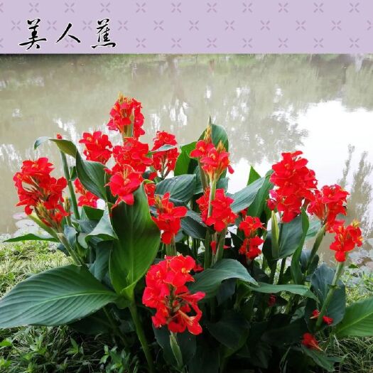 美人蕉种子红艳蕉小花美人蕉花种籽子小芭蕉黄花庭院室外易活花籽