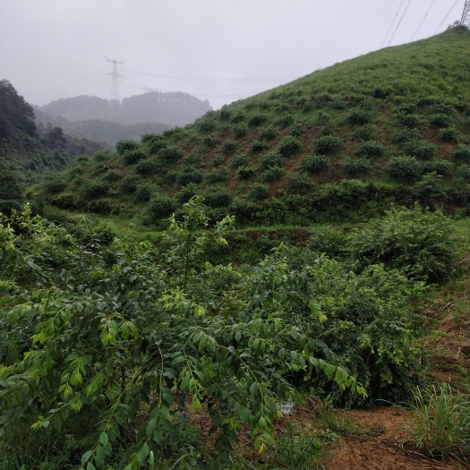 平乐县果园，土地流转