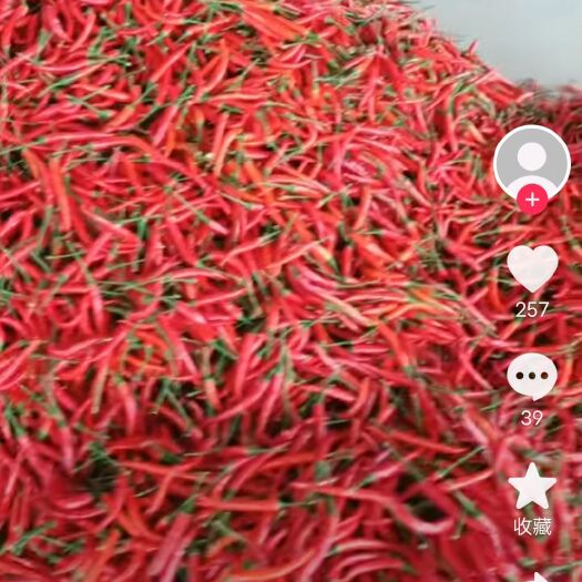 商丘小米椒